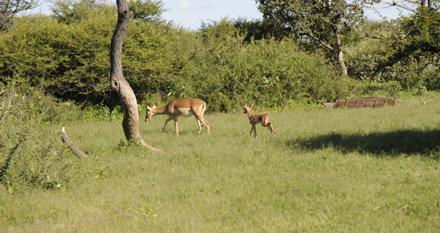 Etosha National Park Accommodation