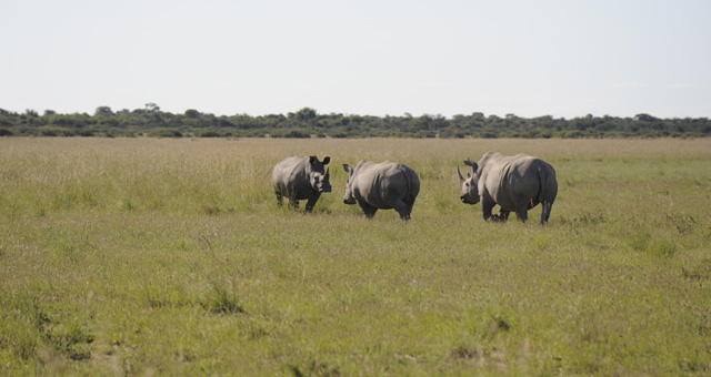 Etosha National Park Accommodation