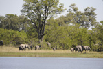 Chobe Park lodges and hotels