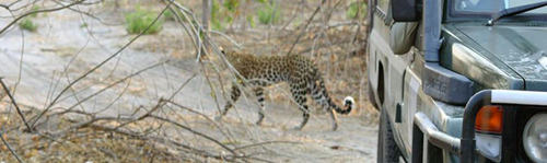 Savute under Canvas, Chobe