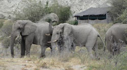 places to stay in  Makgadikgadi Pans