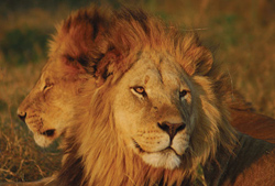 Mapula Lodge, Okavango Delta