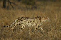 Central Kalahari Desert Botswana