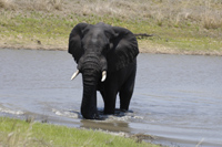 Safari Holiday to Botswana