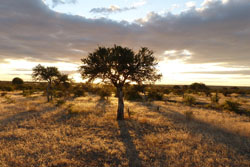 places to stay in Tuli Block