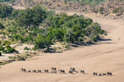 Tuli Wilderness Camp